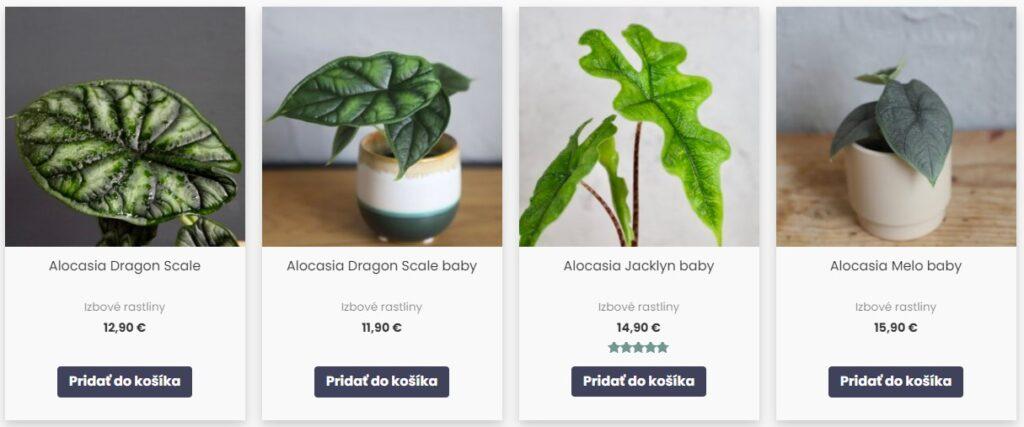 izbové rastliny